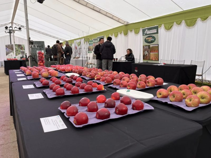 manzanas-800x600