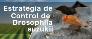 ban drosophila